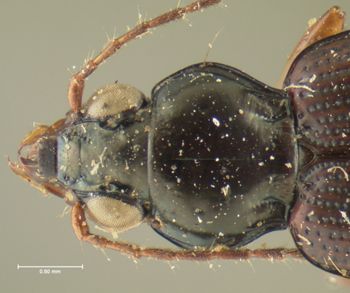 Media type: image;   Entomology 16294 Aspect: pronotum dorsal